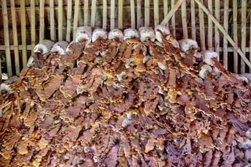 Cultivation Red Reishi Mushrooms , Lingzhi  or Ganoderma Lucidum in greenhouse