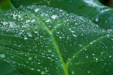 Close-up view of a green taro leaf with water droplets on it.