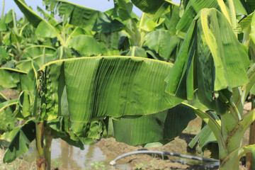 Early foliar symptom of calcium and boron deficiency showing deformed leaves
