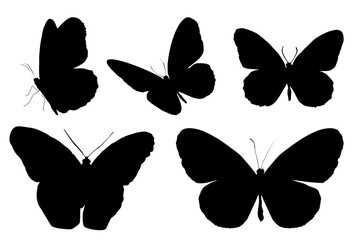 Vector Silhouette Butterflies Set Isolated on White Background