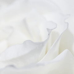 Abstract floral background, white rose flower petals