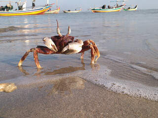 Horned crab on Indonesian beach - Fishing boat background. Perfect macro details.
