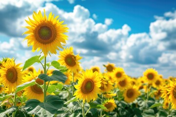 Fototapeta premium Field of blooming sunflowers against a blue sky.