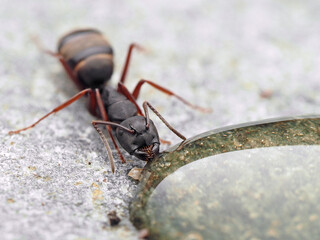 P9160156 western carpenter ant, Camponotus modoc, drinking, cECP 2023