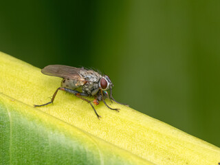 P9130120 hunter fly, Coenosia tigrina, with prey cECP 2023
