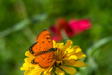 a butterfly on a yellow zinnia flower