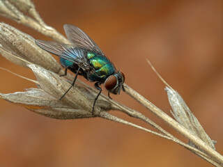 PA140319 Common greenbottle fly, Lucilia sericata, on dried grass, cECP 2023