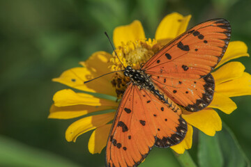 a butterfly on a yellow zinnia flower