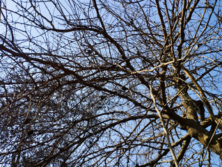 branches of a tree in winter season