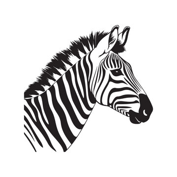 Zebra head vector illustration isolated on white background