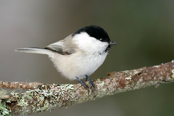 A willow tit (Poecile montanus) perched on a branch