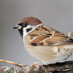A tree sparrow (Passer montanus) perched on a branch
