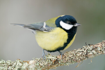A great tit ( Parus majos) perched on a branch