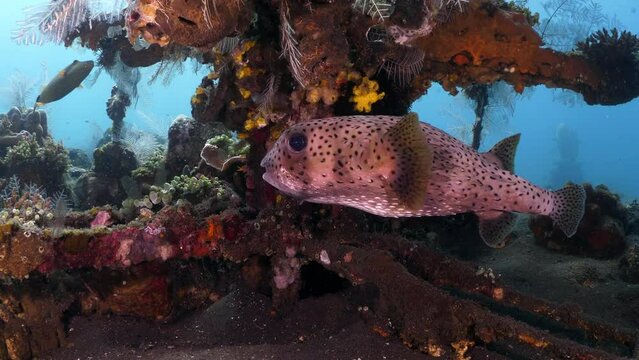 Spot-Fin Porcupinefish - Diodon hystrix living in an artificial reef. Sea life of Tulamben, Bali, Indonesia.