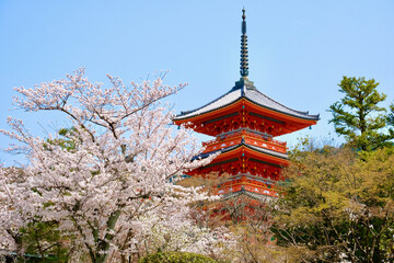 京都　清水寺の桜