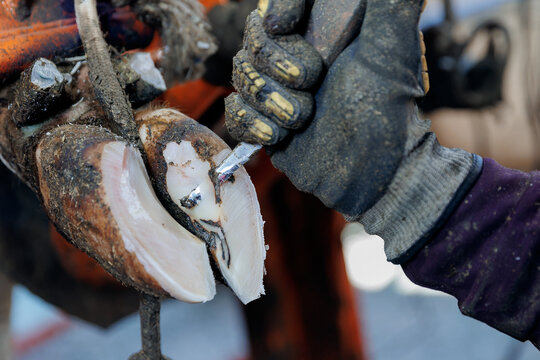 Closeup hoof of cows after trimming. Vet procedure pedicure for health of hooves