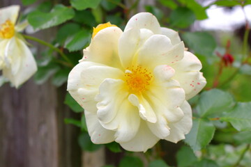 美しい白いバラ