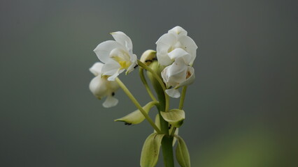 Eulophia nuda (spectacular eulophia, Amarkand). This plant have been used for the treatment of...