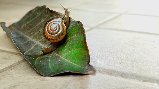 snail that is walking slowly
