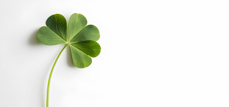 Fourleaf Green Clover on a white background