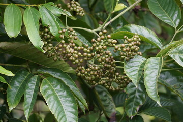 Leea indica (Girang, girang merah, Bandicoot Berry, Common Tree-Vine, Jolok-Jolok, Merbati Padang). The leaves are used for treating body pains, cuts, fever, skin complaints, vertigo, and wounds