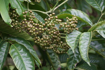 Leea indica (Girang, girang merah, Bandicoot Berry, Common Tree-Vine, Jolok-Jolok, Merbati Padang). The leaves are used for treating body pains, cuts, fever, skin complaints, vertigo, and wounds