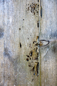 Close-up of a wooden fence plank with termite damage.