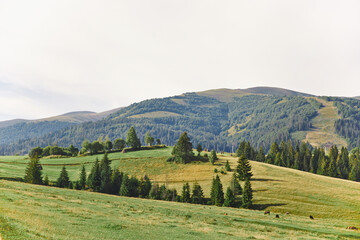 green meadow on the background of mountains where cows graze