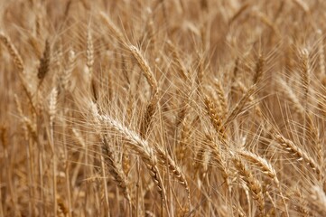 Wheat spikes background