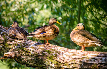 Wild ducks sit on a tree near the water
