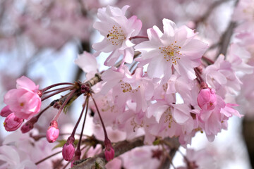 春の日差しを浴びて咲く桜
