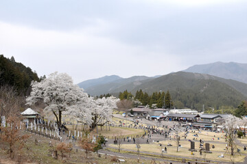 淡墨公園の春景色