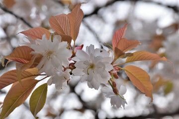 中将姫誓願桜