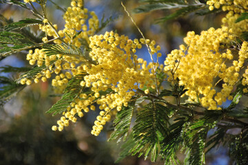 黄色い綺麗なミモザの花