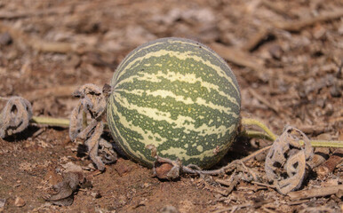 bitter apple fruit (Citrullus colocynthis) in the wild