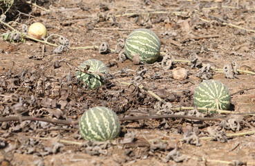 bitter apple fruits (Citrullus colocynthis) in the wild