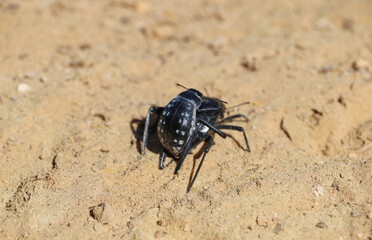 two beetles mating in the desert