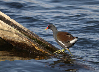 common moorhen bird on the river nile in south Egypt,
