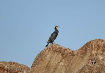 black bird (great cormorant) on a rock with clear sky 