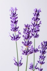 Obraz premium Close-up of lavender flowers against a white backdrop