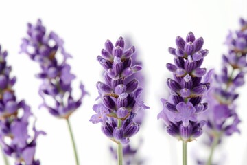 Close-up of lavender flowers against a white backdrop