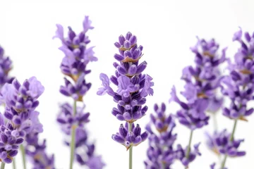 Rolgordijnen Close-up of lavender flowers against a white backdrop © Emanuel