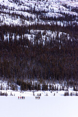 Group of cross country skiers seen from afar in front of a snowy forest in the Canadian Rocky...