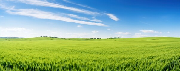 Fototapeta na wymiar wide view of green grass