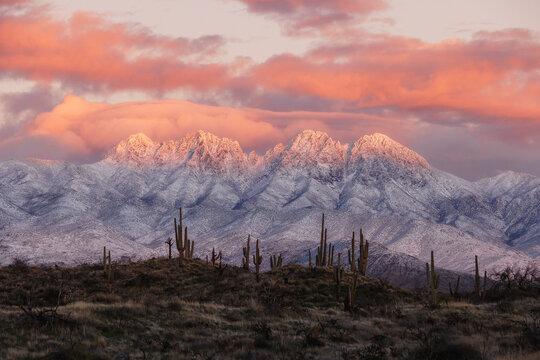 Four Peaks in Arizona covered in snow with saguaro cacti at sunset with a pink and gold sunset