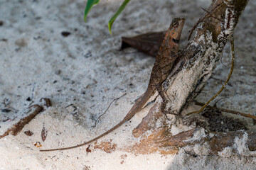 Close-up of a brown lizard climbing a tree.