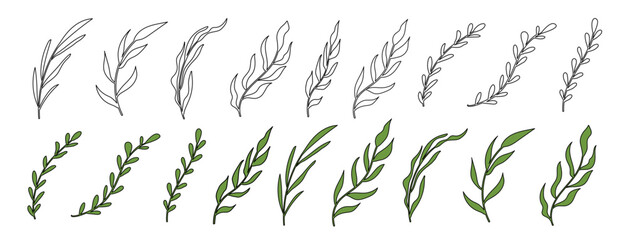 Outline branches with leaves. Contour leaf with color and empty. Botanical design elements set