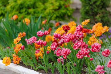 Flowers in a flower bed tulips. Greening the urban environment. Background with selective focus