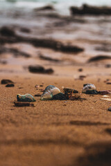 Trio of Blue Bottles on the Beach 