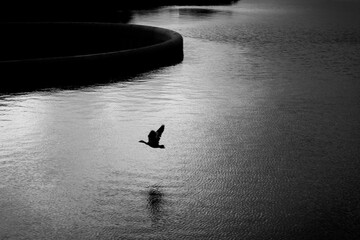 Goose silhouette over a lake